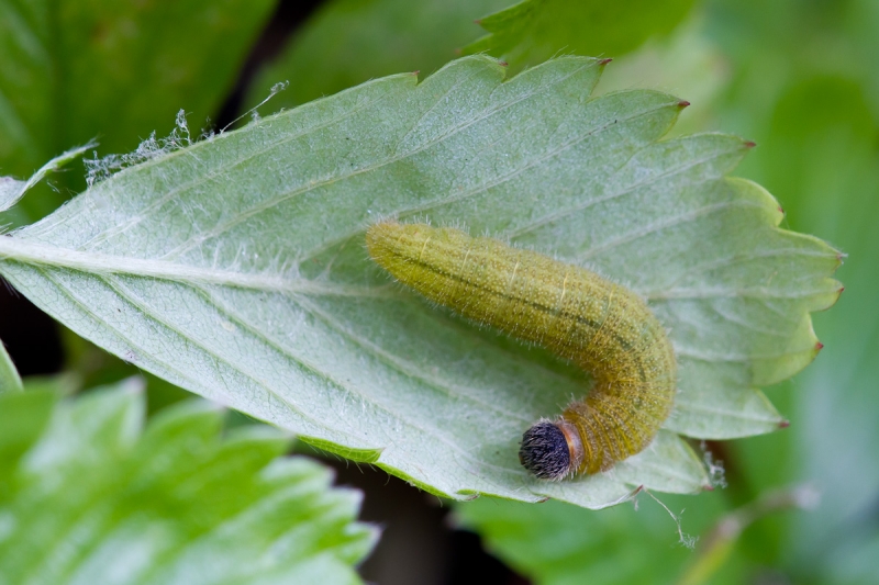Caterpillar (Pete Eeles - UK Butterflies)